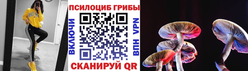 где продают   Белебей  Псилоцибиновые грибы Psilocybe 